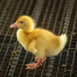 a duck standing on the barn floor