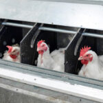hens sitting in their nest boxes
