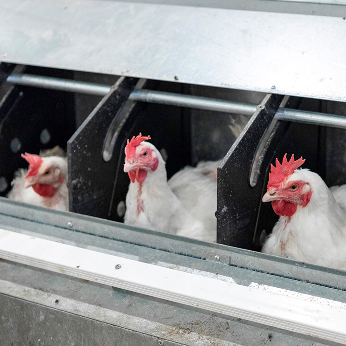 hens sitting in their nest boxes