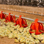 chicks eating out of a feeder