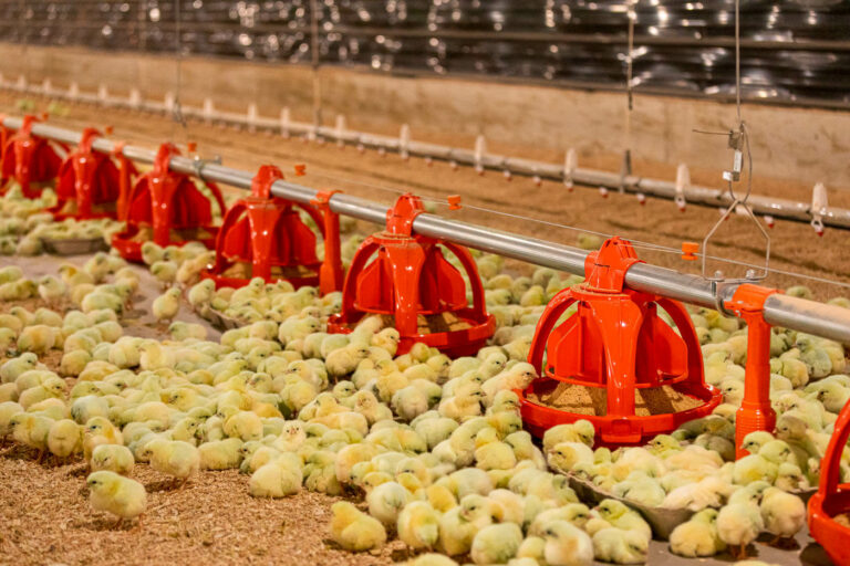 chicks eating out of a feeder