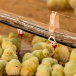 Chicks at a waterer