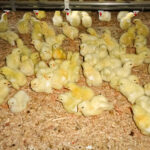close up of chicks in a barn