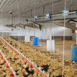 Ducks in a duck barn