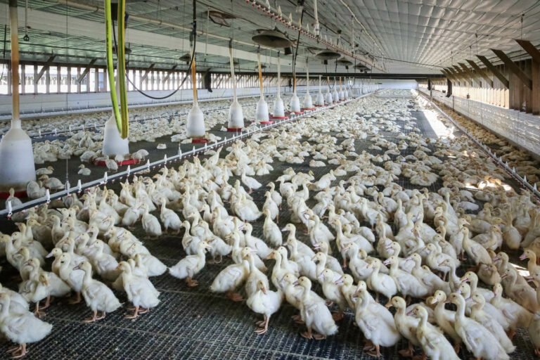 Ducks in a duck barn