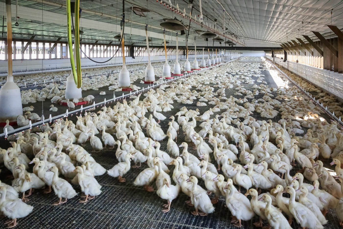 Ducks in a duck barn