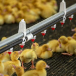 A close up of a duck watering line