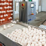 egg packing machine