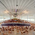 the inside of a layer barn