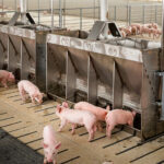 pigs eating out of a feeder