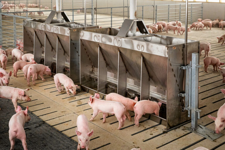 pigs eating out of a feeder