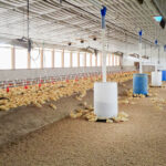 The inside of a duck barn
