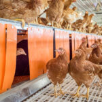 Nests in a chicken barn