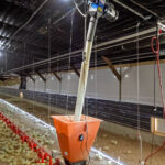 Chicks eating in a barn