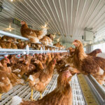 Chickens roosting in a barn