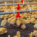 Ducks in a duck barn