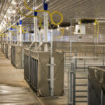 New hog barn with equipment installed