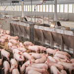 pigs inside a hog barn built by michiana equipment