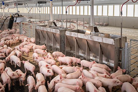 pigs inside a hog barn built by michiana equipment