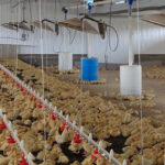 little ducklings inside a michiana equipment duck barn