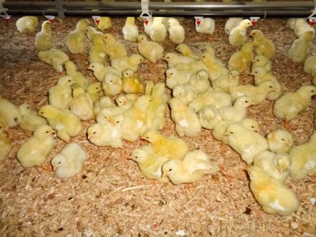 chicks in a poultry barn